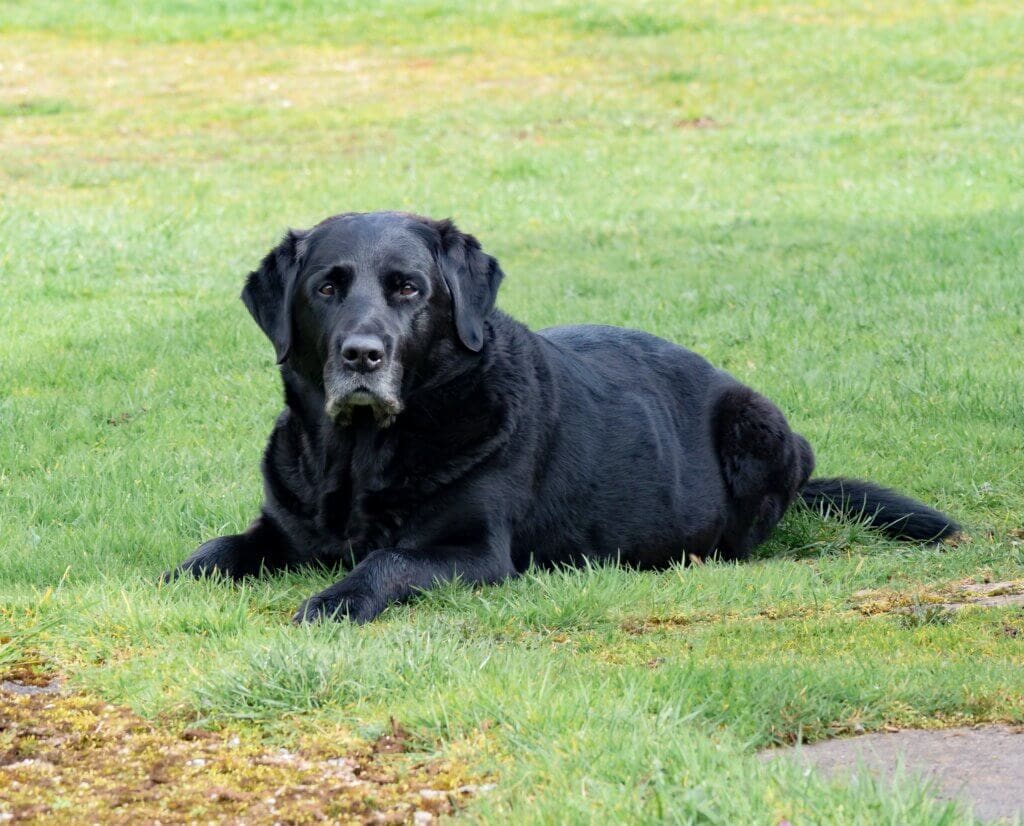 old labrador retriever lying on grass