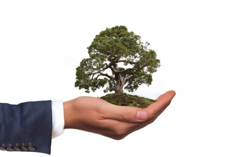Holding a tree in the hand: an environmental concept