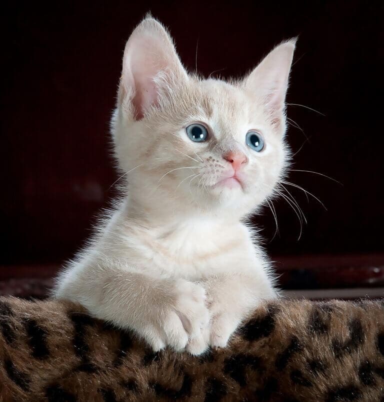 A cute kitten