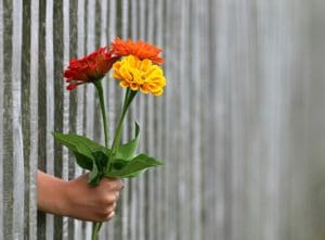 A friendly neighbour passing flowers through a fence